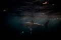   Great white shark darts past during Neptune island sunset. Photo taken Olympus OMD1 Markii. sunset Markii  